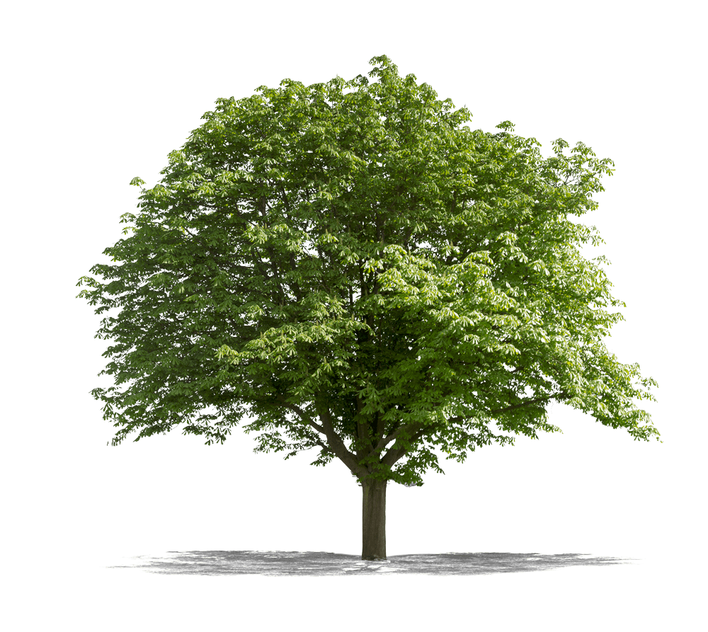 Yeşil meşe ağacı png resmi