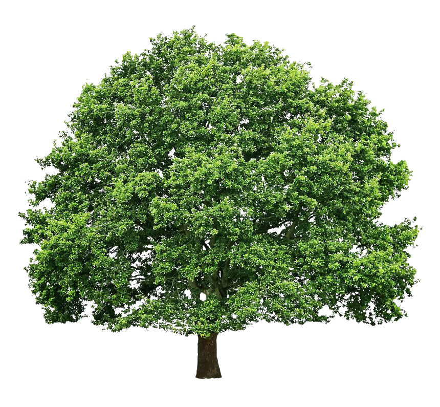 Green Oak Tree PNG