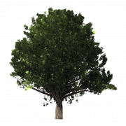 Green Oak Tree Transparent