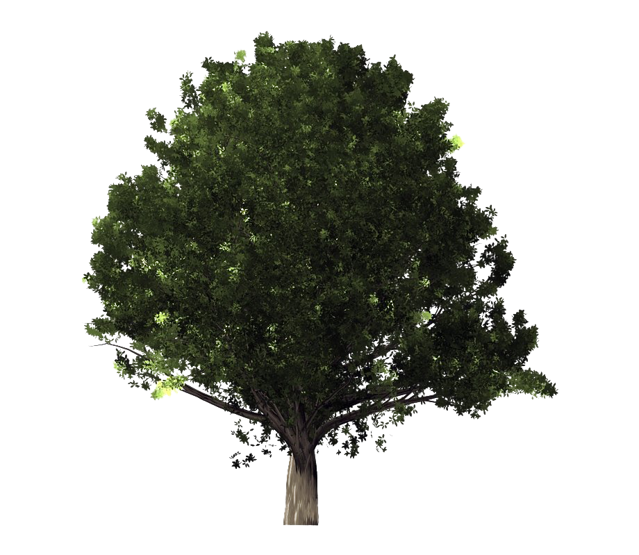 Green Oak Tree Transparent