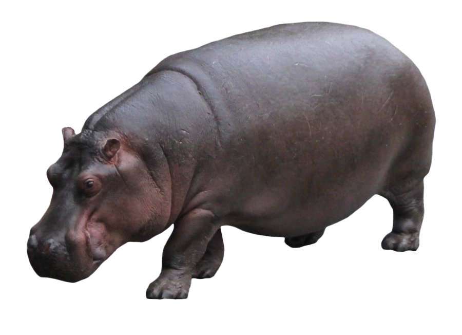 Hippo PNG Clipart