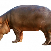 Hippo PNG File