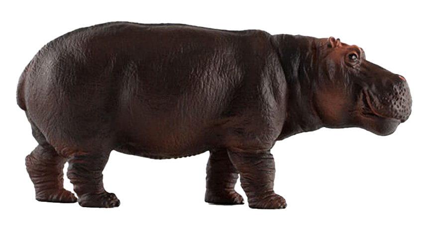 Hippo PNG Free Download