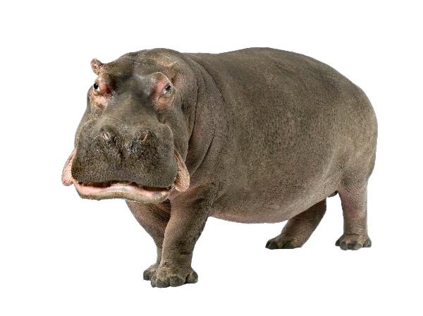 Hippo PNG Image File