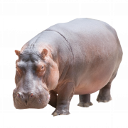 Hippo PNG Image HD