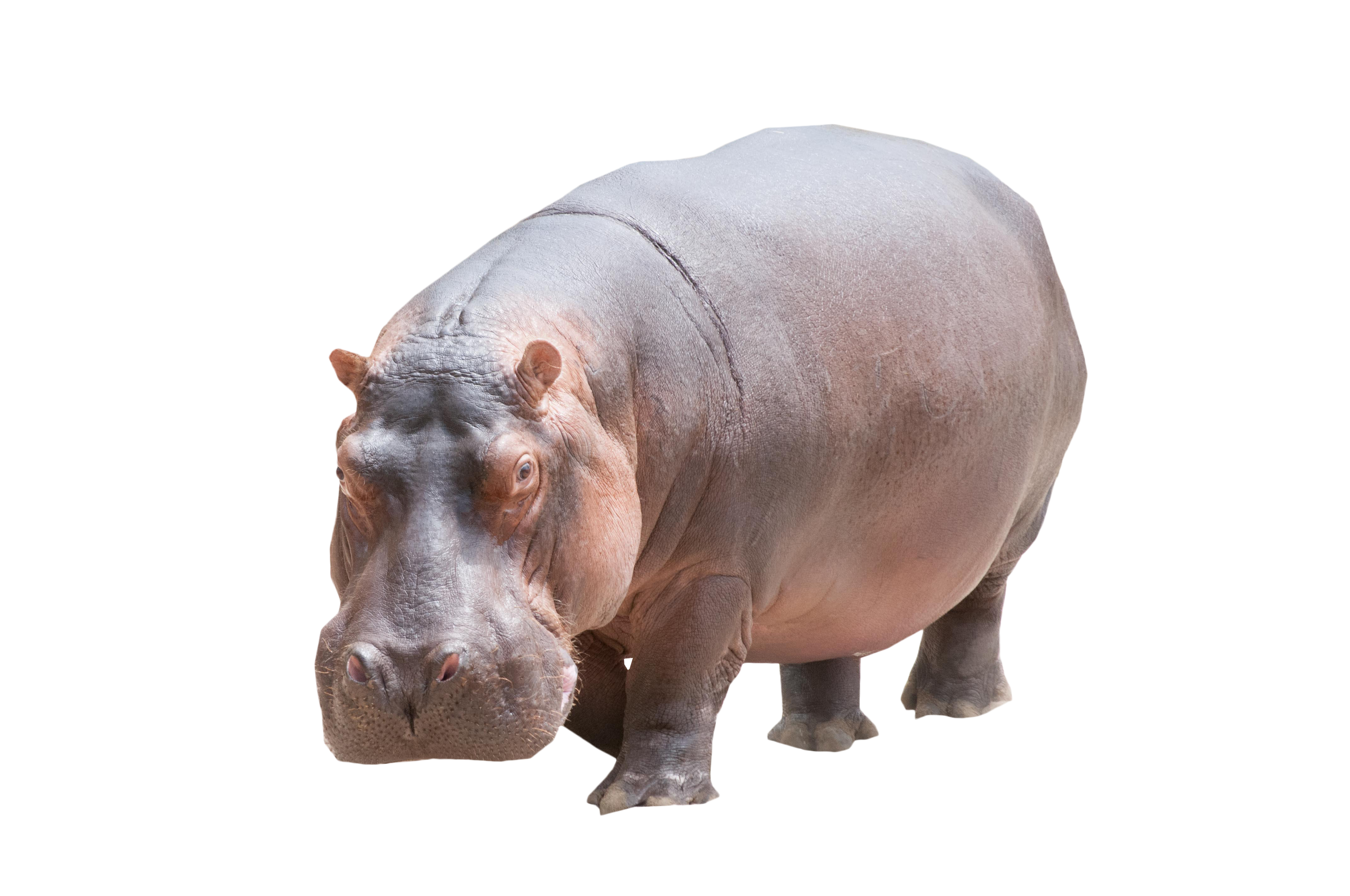 Hippo PNG Image HD