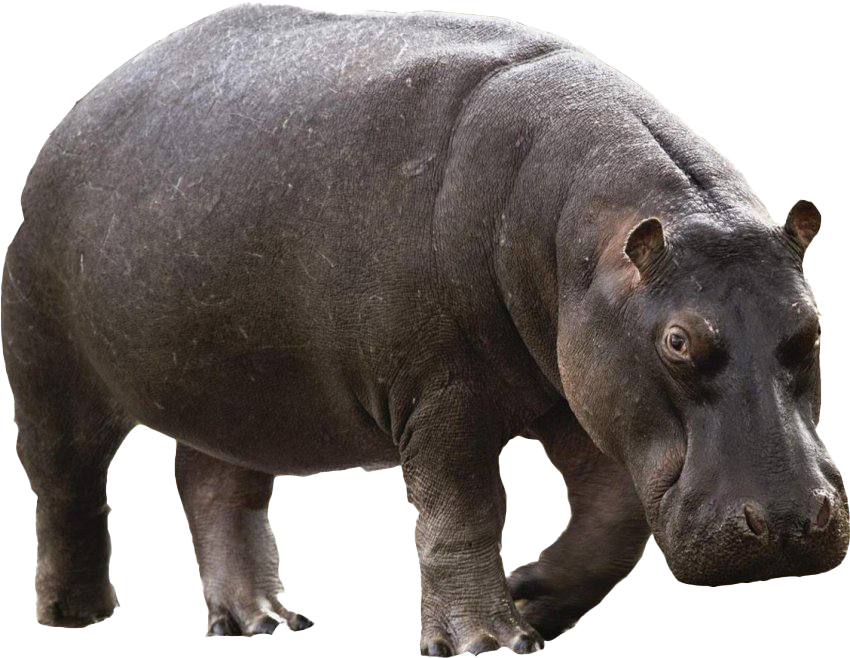 Hippo PNG Images