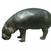 Foto de hipopótamo PNG
