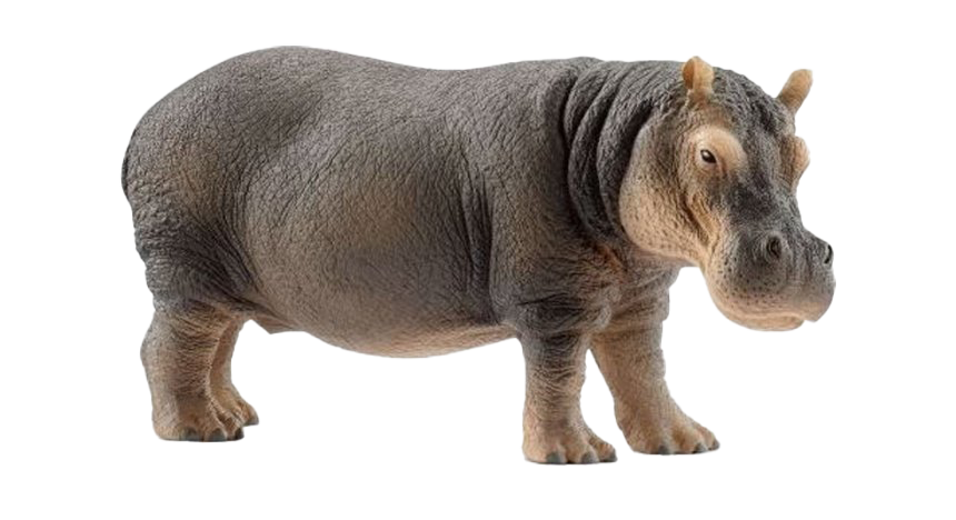 Hippo PNG Picture