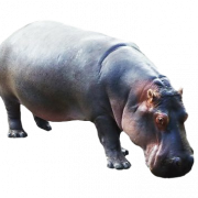 Hippo Transparent