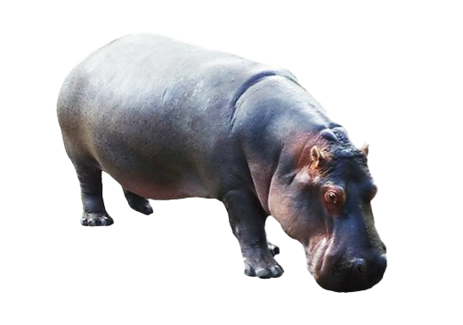 Hippo Transparent