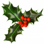Holly natal png clipart