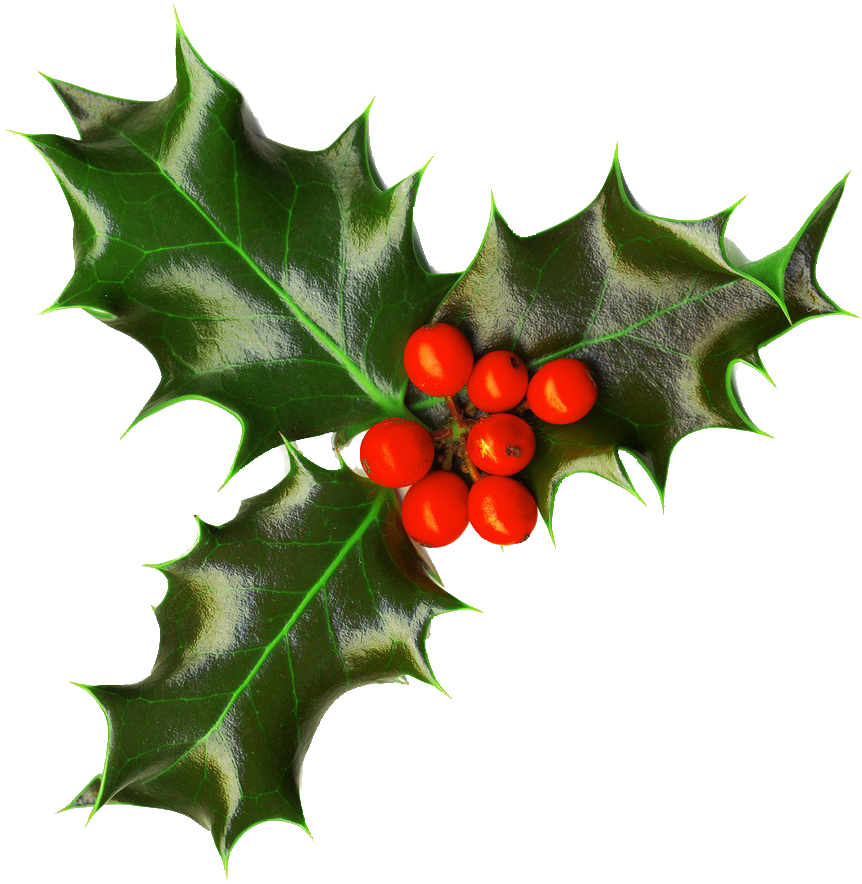 Holly Christmas PNG Clipart