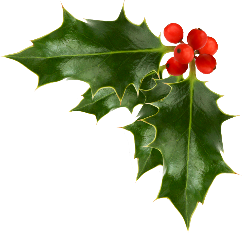 Holly Christmas PNG Image