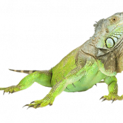 Iguana PNG Clipart