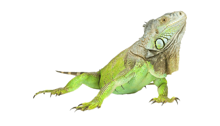 Clipart iguana png