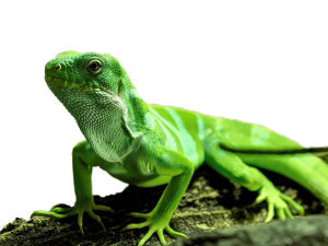 Gambar unduhan iguana png