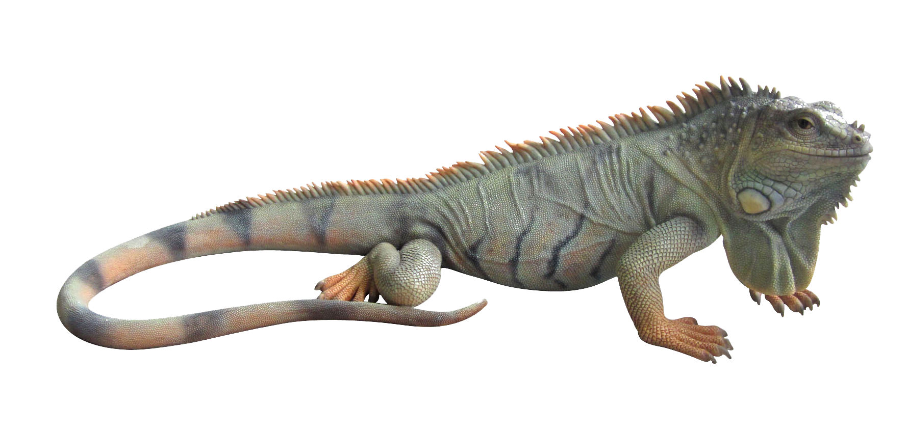 Iguana PNG Free Image