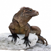Iguana PNG Image File