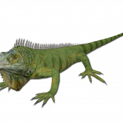 Iguana PNG Images