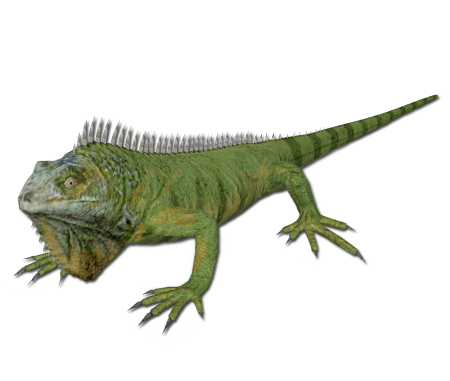 Immagini PNG Iguana