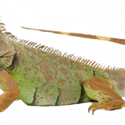 Iguana Png Picture