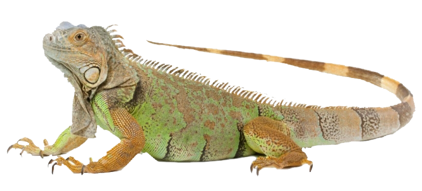 Iguana png Bild