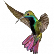 Kingfisher Ibon