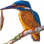 Kingfisher Bird PNG