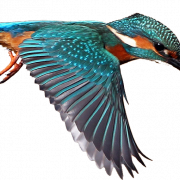 Kingfisher Bird PNG Clipart