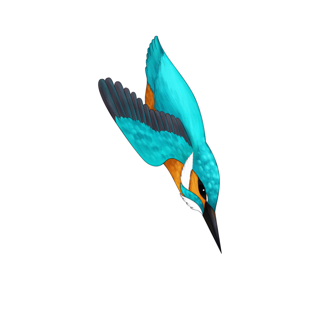 Kingfisher Bird PNG kostenloser Download