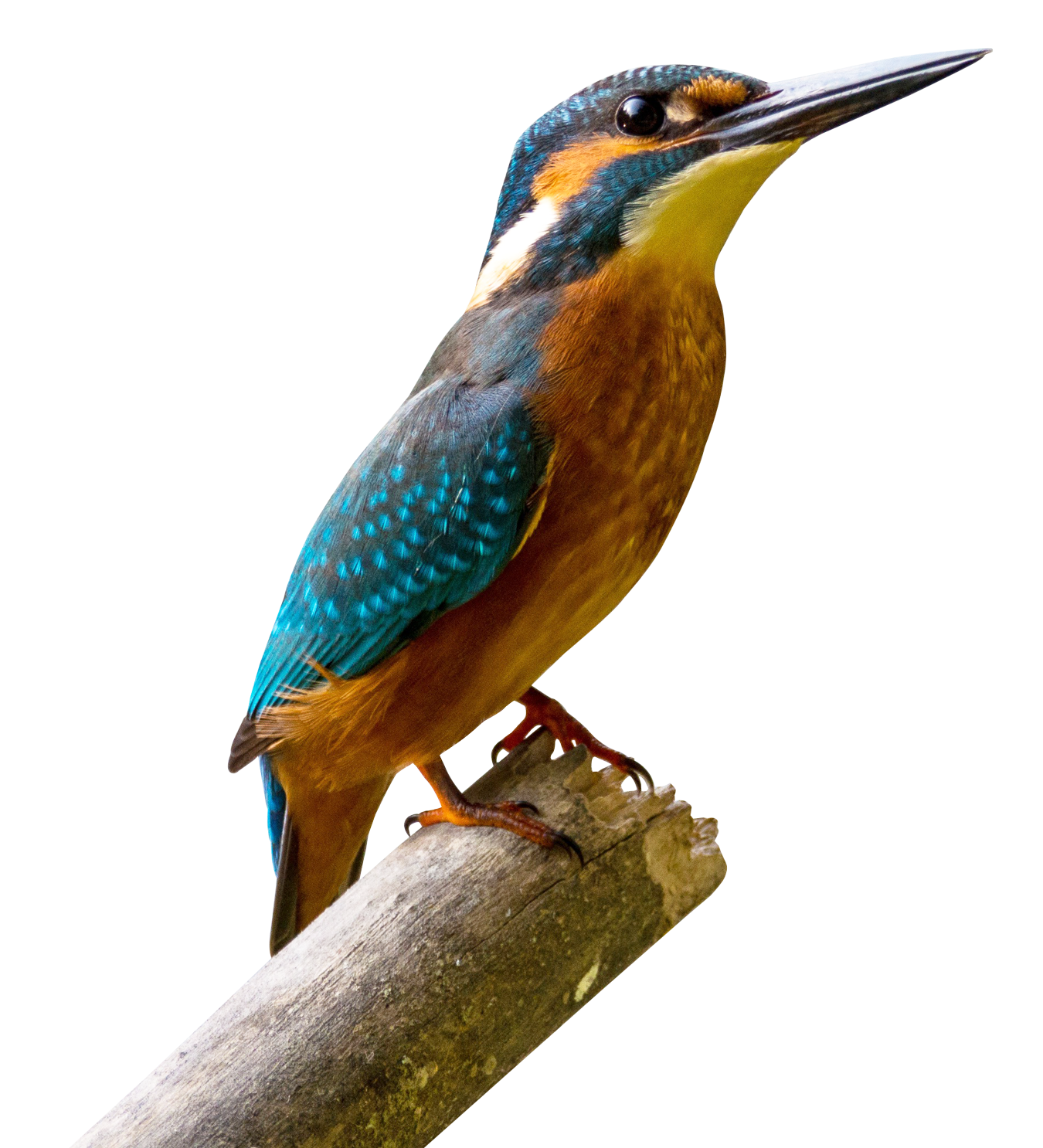 Kingfisher Bird PNG Free Image