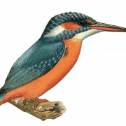 Kingfisher kuş png görüntüsü