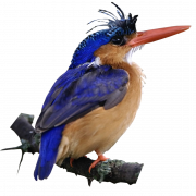 Kingfisher Bird PNG Picture