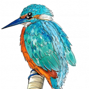 Kingfisher Bird Transparent