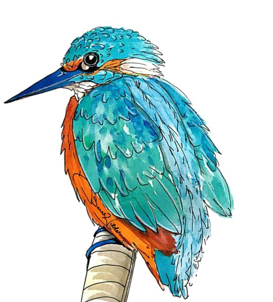 Transparent ng Kingfisher Ibon