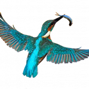 Kingfisher PNG Download Image