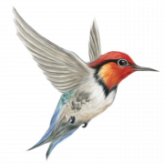Kingfisher PNG File