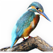 Kingfisher PNG File Download Free