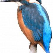 Kingfisher PNG Free Image