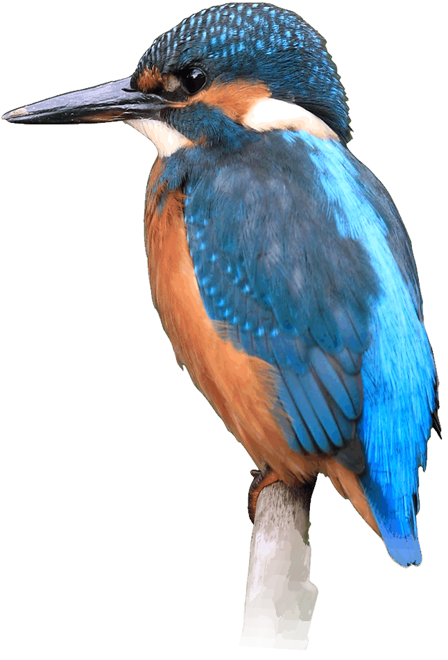 Kingfisher PNG Free Image