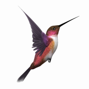 Kingfisher PNG Mataas na kalidad ng imahe
