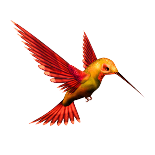 Kingfisher PNG Image HD