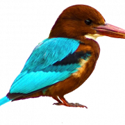 Kingfisher PNG Pic