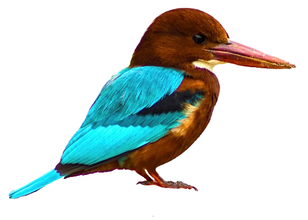 Kingfisher png foto