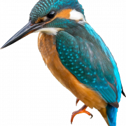Kingfisher PNG Picture
