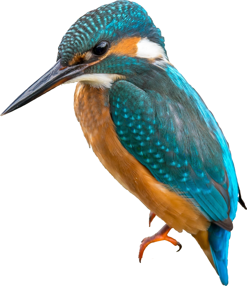 Kingfisher PNG Picture