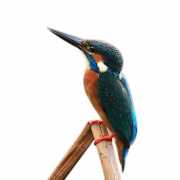Kingfisher PNG Foto de HD transparente