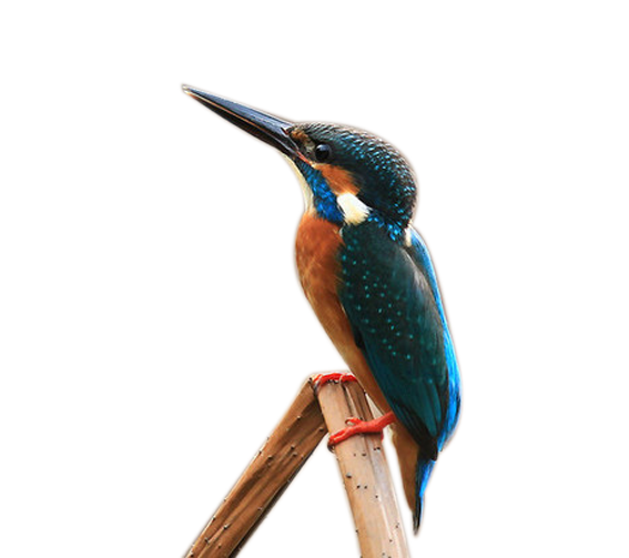 Kingfisher PNG Transparent HD Photo