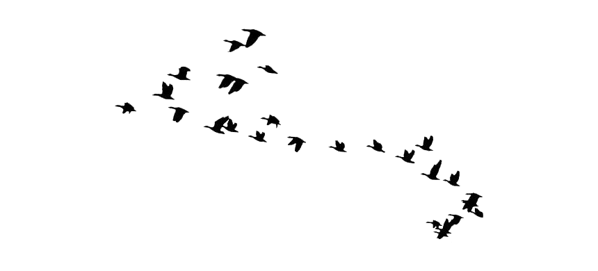 Large Flock Of Birds PNG Clipart